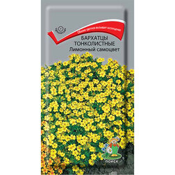 ������ ������ �������� ������������ �������� ��������   ����