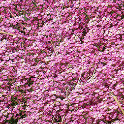 ������ ������ ������� ����� ����� ��� ���� (1��-1000��.) ���������������� ������   ����