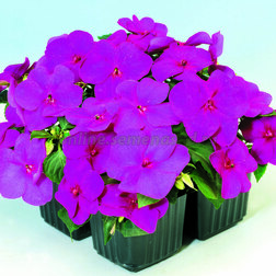 ������ ������ ��������� ������ ������ (1��-1000��.)   ����