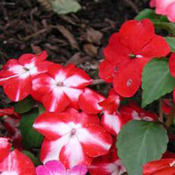 ������ ������ ��������� ������ ��� ���� (1��-100��) ���������������� ������   ����