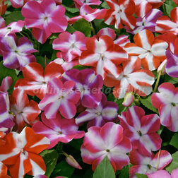 ������ ������ ��������� ������ ���� (1��-100��) ���������������� ������   ����