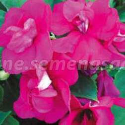 ������ ������ ��������� �������� ����� ����� ����� (1��-100��) ���������������� ������   ����