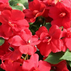 ������ ������ ��������� �������� ����� ��� (1��-100��) ���������������� ������   ����