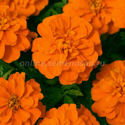 ������ ������ �������� ����������� ������� ��� �����(1��-1000��) ���������������� ������   ����