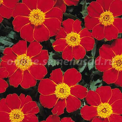 ������ ������ �������� ����������� ����� ��� (1 ��-1000 ��) ���������������� ������   ����