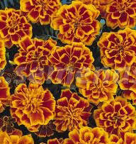 ������ ������ �������� ����������� ������� ������ (1��-1000 ��) ���������������� ������   ����