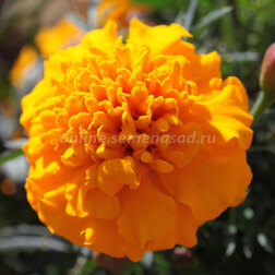 ������ ������ �������� ����������� ������ ���� (1��-1000��)   ����