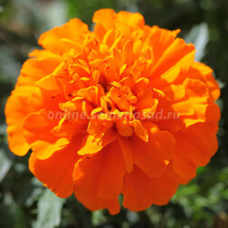 ������ ������ �������� ����������� ������ ��� ����� (1��-1000��)   ����