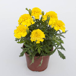 ������ ������ �������� ����������� ������ ����� (1��-1000��) ���������������� ������   ����