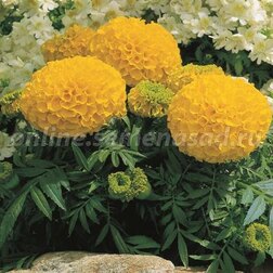 ������ ������ �������� ������������ ������� ���� (1��-1000��)���������������� ������   ����