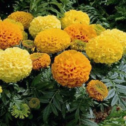 ������ ������ �������� ������������ ������� ���� (1��-1000��)���������������� ������   ����