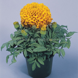 ������ ������ �������� ������������ ��������� ����� (1��-1000 ��) ���������������� ������   ����