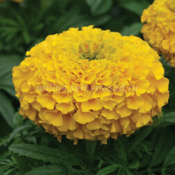 ������ ������ �������� ������������ ��� ���� (1��-1000��)   ����