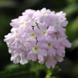 ������ ������ ������� ����� ������� (1��-1000��) ���������������� ������   ����