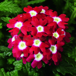 ������ ������ ������� ������ ��� ��� �� (1��-1000��)���������������� ������   ����