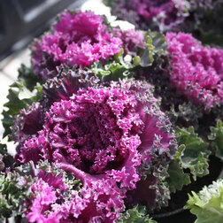 ������ ������ ������� ������������ ������ ��� (1��-1000��) ���������������� ������   ����