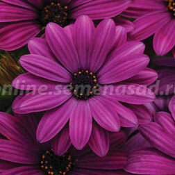 ������ ������ ������������ ������ ����� (1��-100 ��) ���������������� ������   ����