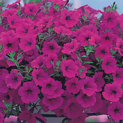 ������ ������ ������� ��������� ����� ����� (1��-250 �����) ���������������� ������   ����