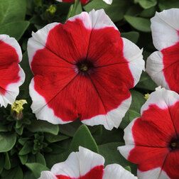 ������ ������ ������� ����������� ����� ��� ������ (1��-1000�����) ���������������� ������   ����