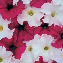 ������ ������ ������� ����������� ����� ���� ������� ���� (1��-1000�����) ���������������� ������   ����