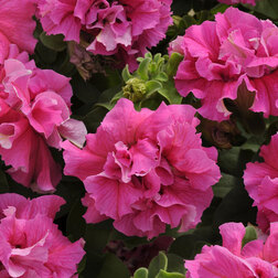 ������ ������ ������� �������� ���� ������ ���� (1��-100�����) ���������������� ������   ����