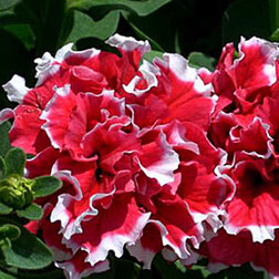 ������ ������ ������� �������� ������� ��� (1��-100�����) ���������������� ������   ����