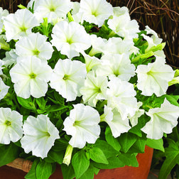 ������ ������ ������� ���������� ��������� ���� (1��-1000�����)���������������� ������   ����