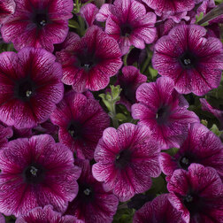 ������ ������ ������� ����������� ��������� ���� ��� (1��-1000�����) ���������������� ������   ����