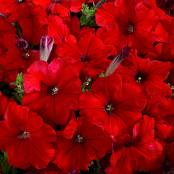 ������ ������ ������� ����������� ��������� ��� (1��-1000�����) ���������������� ������   ����