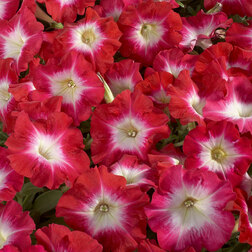 ������ ������ ������� ����������� ��������� ��� ���� (1��-1000�����) ���������������� ������   ����