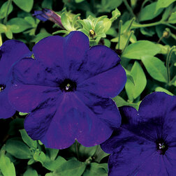 ������ ������ ������� ����������� ��� ��� (1��-1000�����) ���������������� ������   ����