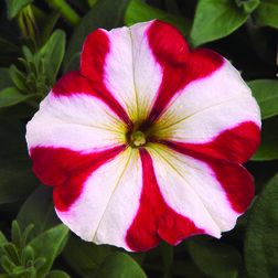 ������ ������ ������� ����������� ��� ��� ���� (1��-1000�����) ���������������� ������   ����