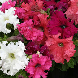 ������ ������ ������� ����������� ���� (1��-1000�����)   ����