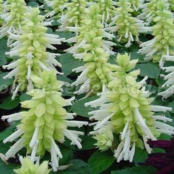 ������ ������ ������� ����� ���� (1��-1000��) ���������������� ������   ����