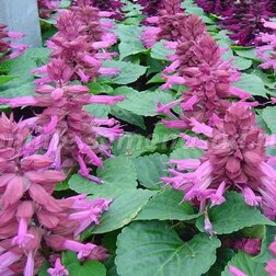 ������ ������ ������� ����� �������� (1��-1000��) ���������������� ������   ����