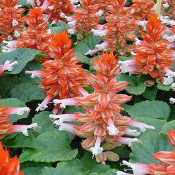 ������ ������ ������� ����� ������� ������� (1��-1000��) ���������������� ������   ����