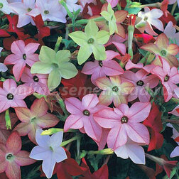 ������ ������ ����� ������ F1 ������ ���� (1��-1000�����) ���������������� ������   ����