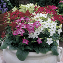 ������ ������ ����� �������� ���� (1��-1000�����)���������������� ������   ����