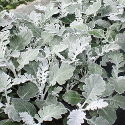 ������ ������ ��������� ���������� (1��-1000��) ���������������� ������   ����