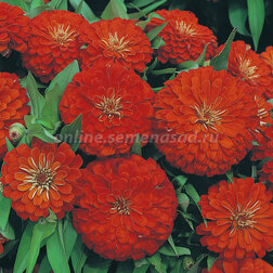 ������ ������ ������ �������� ������� (1��-1000��) ���������������� ������   ����