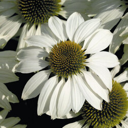 ������ ������ �������� ���������� ���� (1��-250��) ���������������� ������   ����