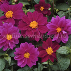 ������ ������ �������� ������ ������ ������ (1��-1000��) ���������������� ������   ����