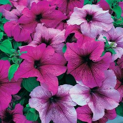 ������ ������ ������� ����������� ����� ����� �� ������ ���� (1��-100�����) ���������������� ������   ����