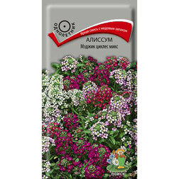 ������ ������ ������� ������ ������ ����   ����