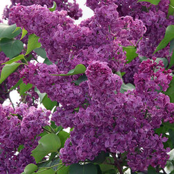 ������ ������ ������ ������������ �����   ����