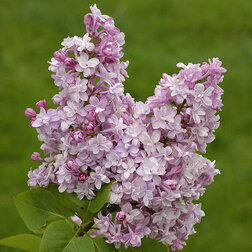 ������ ������ ������ ������������ �.�.������������   ����