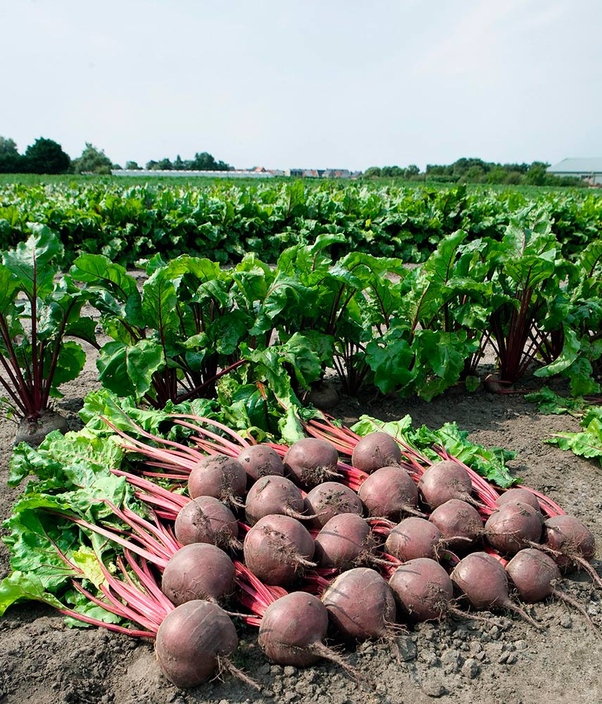 ������ ������ ������ SEEDSPOST ������ ���� F1, 50 ��. ������� ���� Bejo Zaden   ����