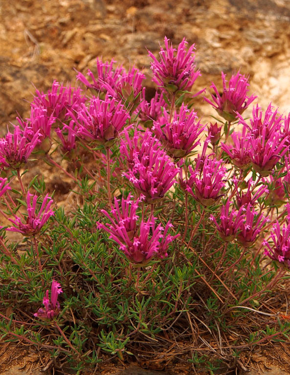 ������ ������ ������ ���� ������ ������ ���������������, 0,03 �   ����