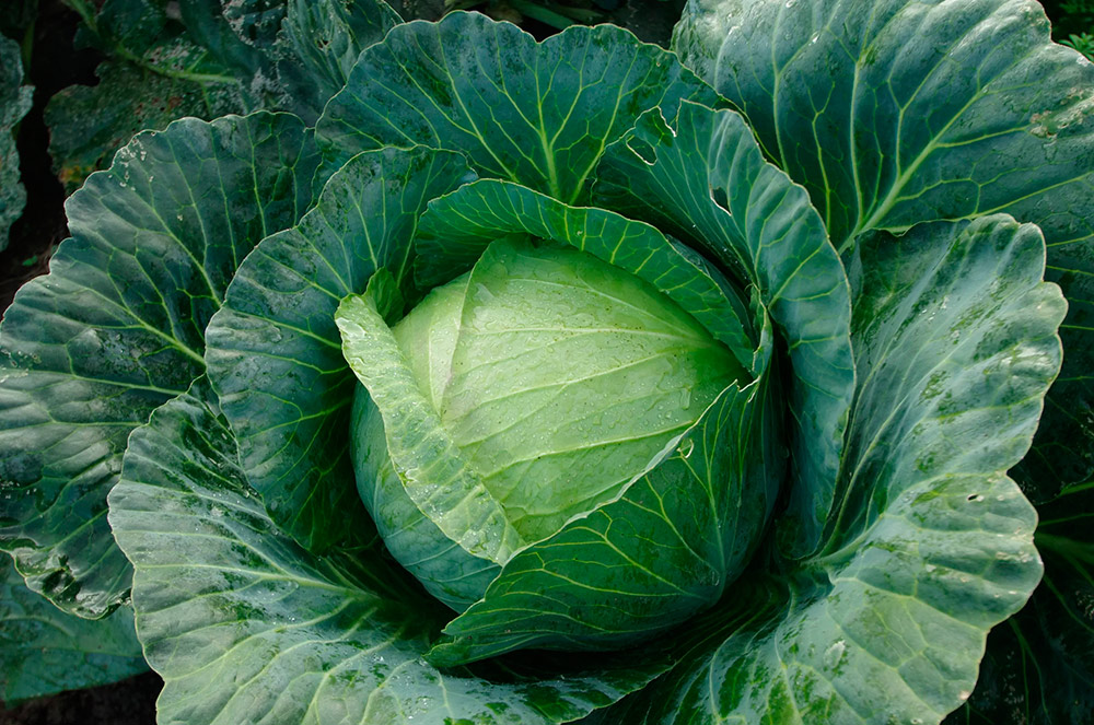 ������ ������ ������ SEEDSPOST ������� ������������ �������� F1, 10 ��. ������� ���� Syngenta   ����