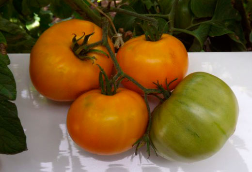 ������ ������ ������ ����� ������ ����� ������ �������, 5 ��.   ����